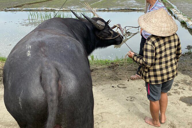 5-Hour Discovery Countryside by Cycling, Buffalo and Basket Boat - Water buffalo time: docile, close, and oddly fun
