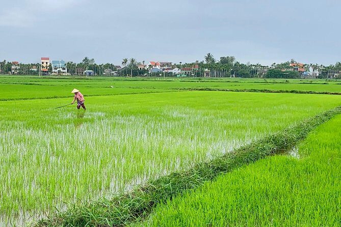 Buffalo Riding, Basket Boat Tour And Cooking Class - A Half-Day That Feels Like Three Experiences Rolled Into One