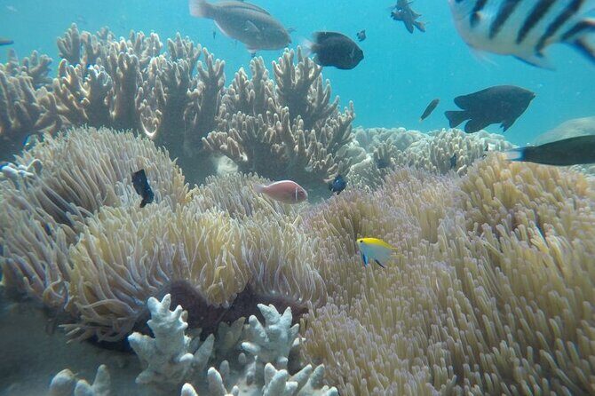 Cham Island Exploration Tour and Swimming with Local Guide - Key points to know before you go