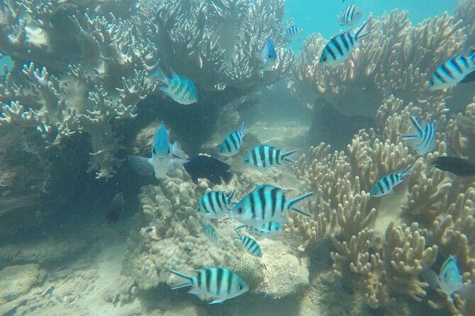 Cham Island Exploration Tour and Swimming with Local Guide - Cu Lao Cham in 5.5 hours: what this tour really delivers