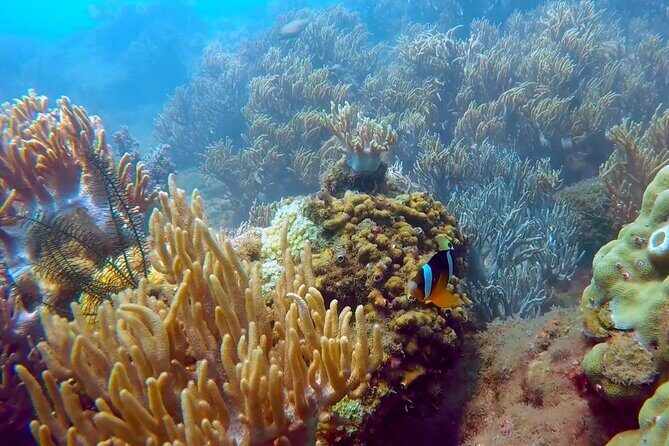 Cham Island Exploration Tour and Swimming with Local Guide - Hon Nhon Beach on Cu Lao Cham: UNESCO water time