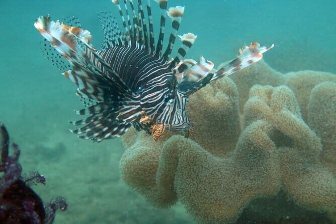 Cham Island Snorkeling Private Tour (Only Snorkeling & Beach) - Quick reasons this Cham Island plan works