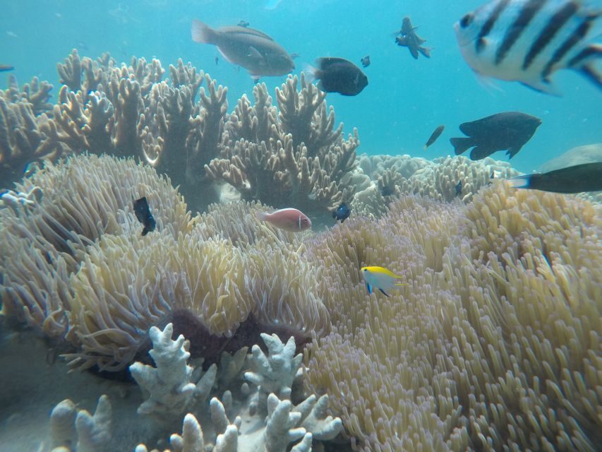 Cham Island: Snorkeling Tour - What to Bring (So You Don’t Spend Your Day Annoyed)