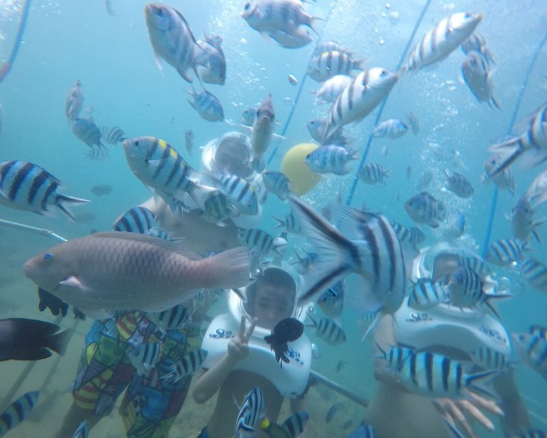 Cham Island: Underwater Walking & Snorkeling Tour - Getting There From Hoi An: Pick-Up, Cua Dai Wharf, and Boat Time