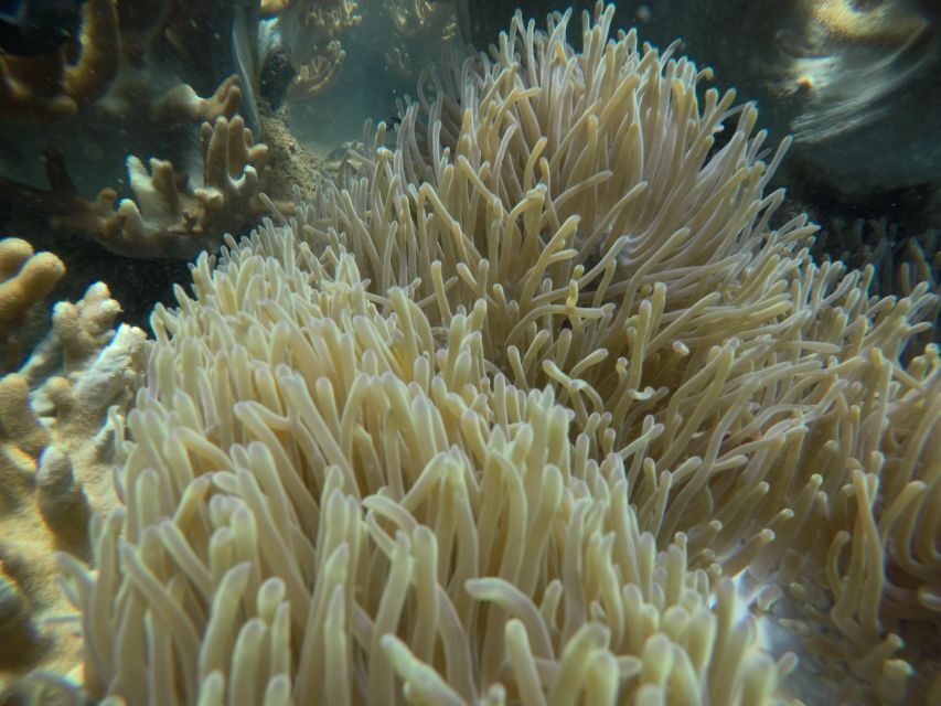 Cham Island: Underwater Walking & Snorkeling Tour - Price and Value: Is $68 Worth It for This Combo Day?