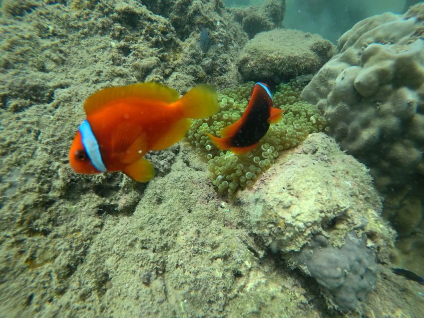 Cham Island: Underwater Walking & Snorkeling Tour - Day-of Logistics: Timing, Gear, and How to Keep the Day Smooth