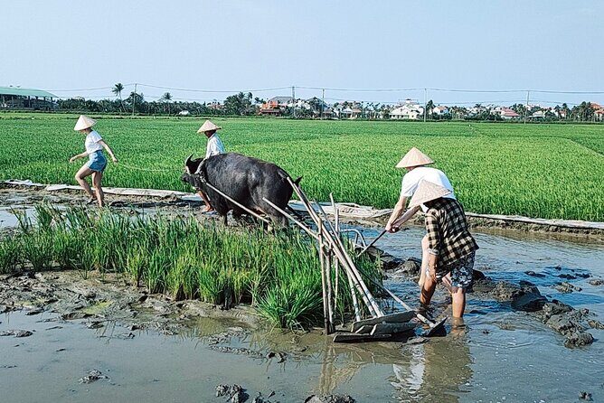 Cycling, Buffalo, Basket Boat ride in Hoi An - Who this tour suits best (and who should think twice)