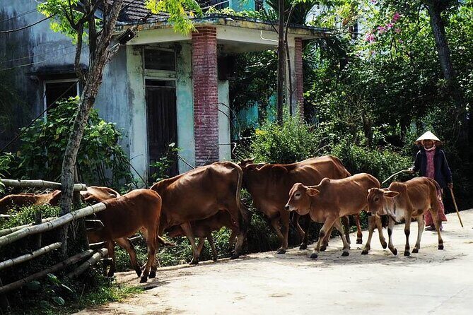 Discover The Hidden Charm Of Hoi An’s Countryside On A Bike Tour - Price and what you truly get for $18