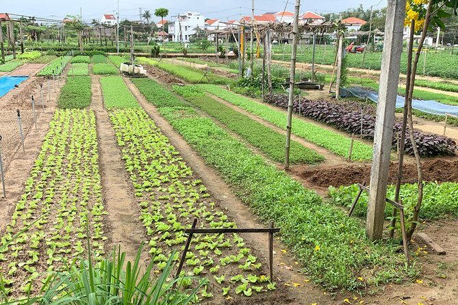 Full Experience Tour: Cooking Class & Basket Boat at Eco-Village - Key Points to Know Before You Go
