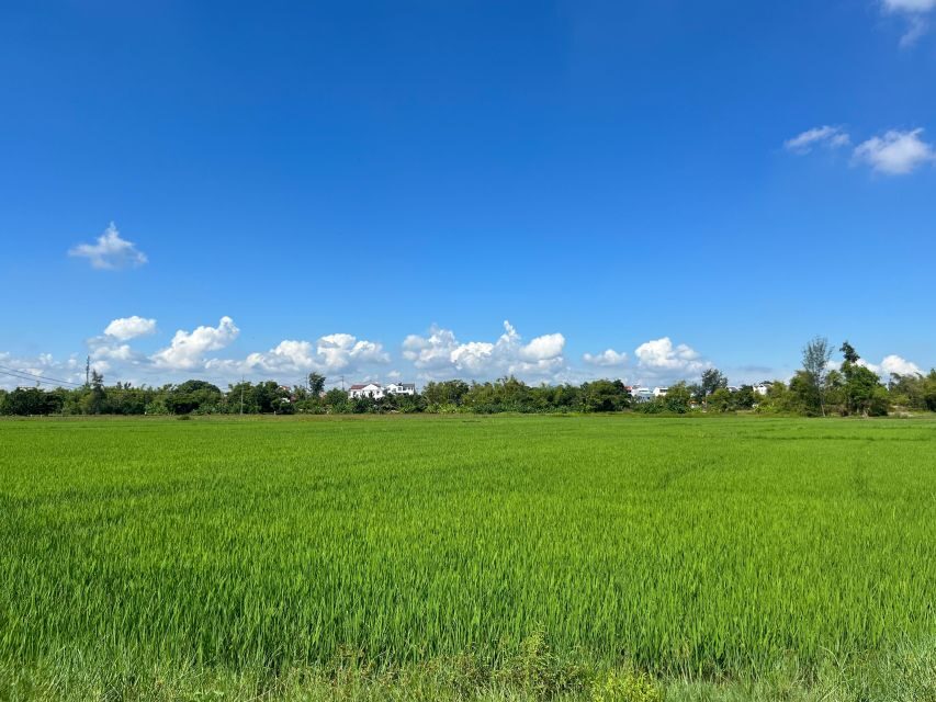Funny day cycling, Buffalo riding and Basket boat - From Hoi An Post Office to the countryside loop