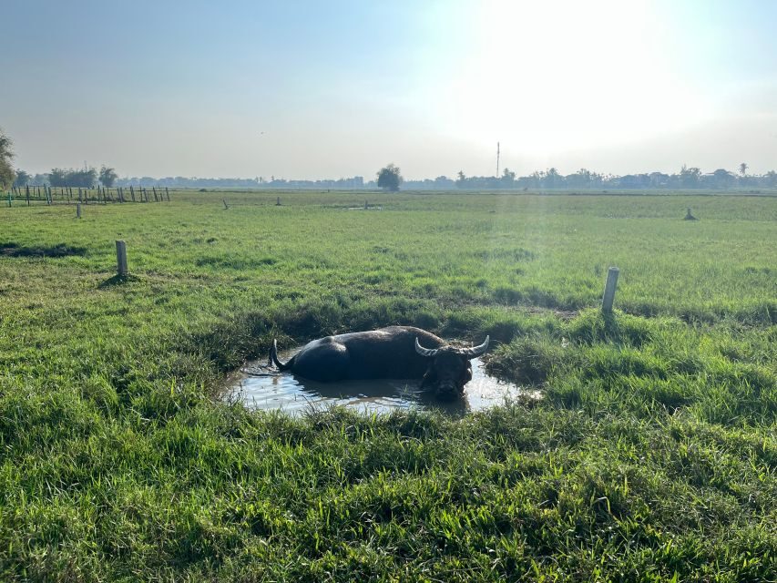 Funny day cycling, Buffalo riding and Basket boat - The cycling reality: how hard is it, and how to handle it