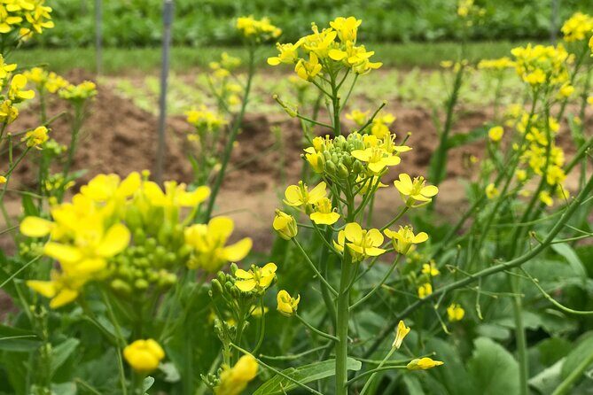 Gardening at Tra Que Vegetable Village and cooking class - Price and timing: is $45 good value in Hoi An?