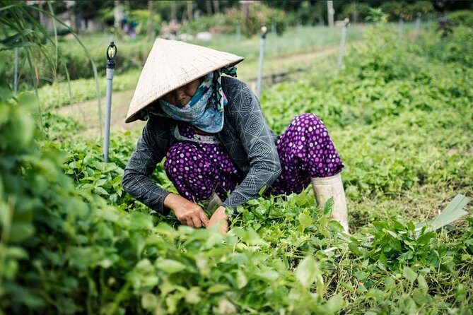 Half Day Cooking Class At Tra Que Vegetable Village Hoi An - The Master Chef competition: cooking with vegetables you helped bring to life