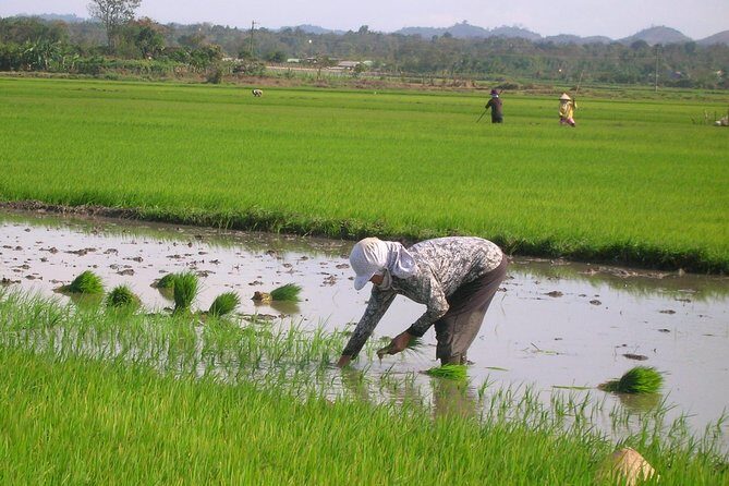 Half-Day Hoi An Countryside and Villages Tour by Bike - Why cycling through the countryside changes how you see Hoi An