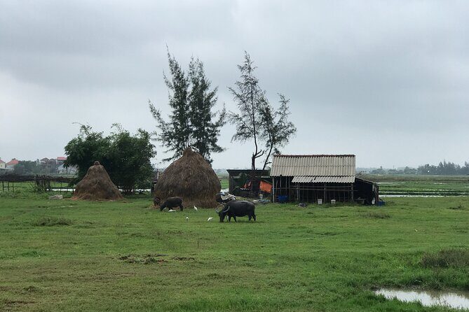 Half-Day Hoi An Countryside and Villages Tour by Bike - Tra Que Vegetable Village: organic growing basics and lunch