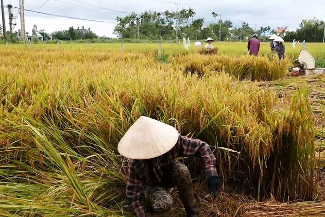 Hoi An Countryside By Bike - Why biking out of Hoi An gives better countryside than tours on foot