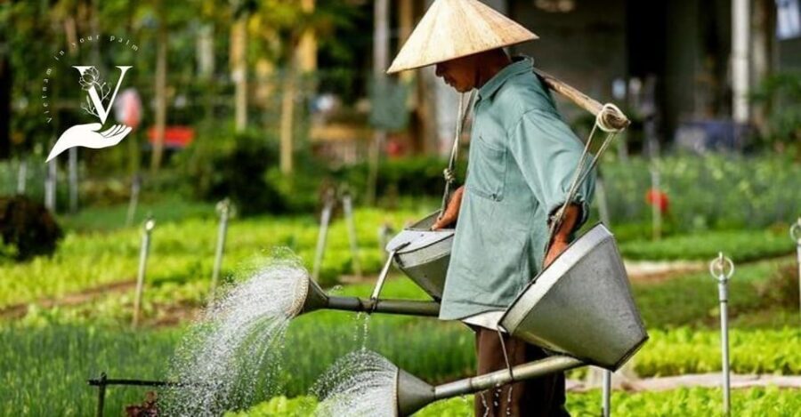 Hoi An Food Tour - Street Eats And Hoi An Hidden Gems - Organic farm at sunset: a breather that changes the pace