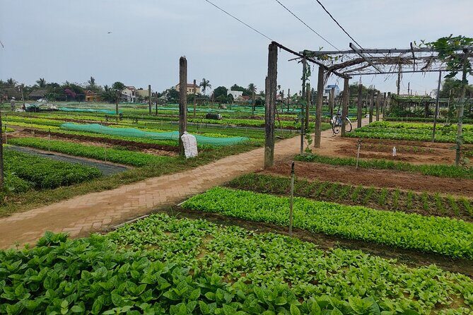 Hoi An Half-Day Bicycle Tour: Visit Herb Village, Row Basket Boat - Cam Thanh basket boat ride: watching local fishing at work