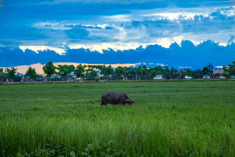 Hoi An: Private Evening Food Tour by Bike - Price and what you’re really paying for