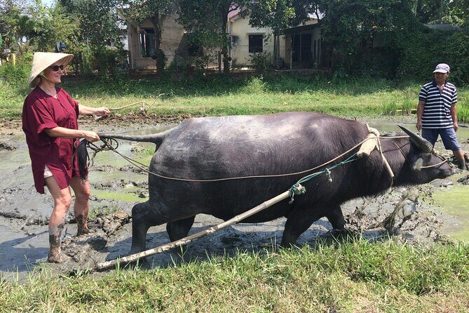 Hoi An Rice Farm Tour and Buffalo Riding with Local Home Meal - Tea Time With Farmers, Plus Real Questions From the Guide