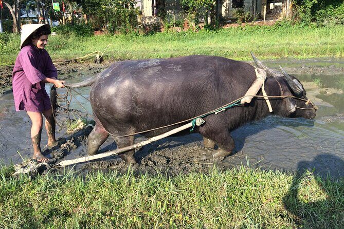 Hoi An Rice Farm Tour and Buffalo Riding with Local Home Meal - Price and What You Truly Get for $60