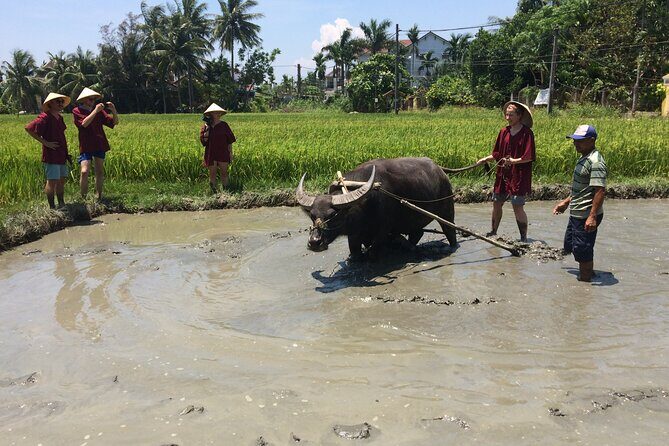 Hoi An Rice Farm Tour and Buffalo Riding with Local Home Meal - Private Tour Benefits: You Control the Pace