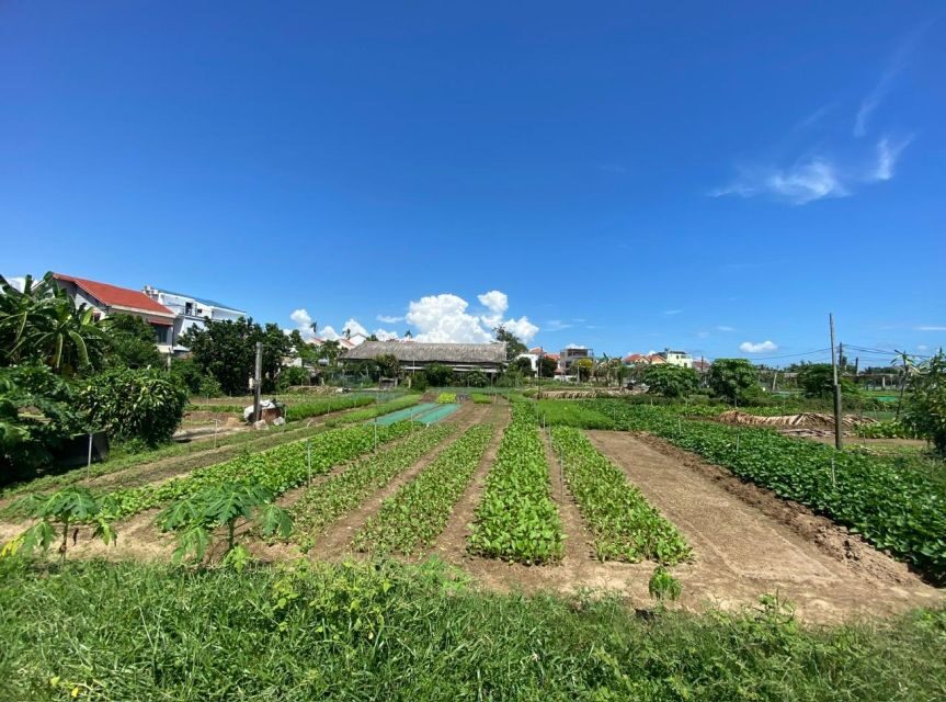 Hoi An: Rural Cycling Tour to Village with Basket Boat Ride - Rural cycling in Hoi An: what this tour feels like in real life