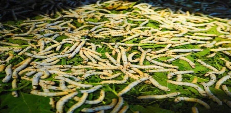 Hoi An: Silk Process, Lantern Making Workshop & Local Food - Lunch in Hoi An Style: Cao Lau Plus Fried Spring Rolls