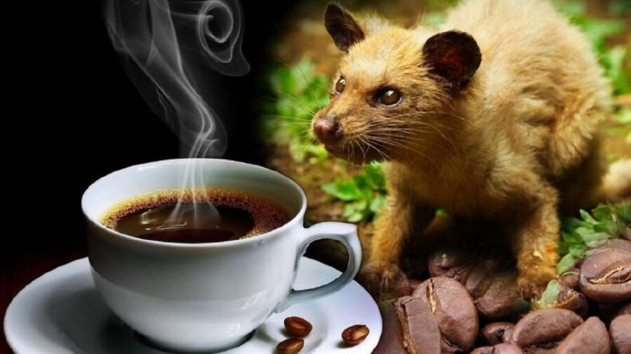 Hoi An: Vietnamese Coffee Culture and Coffee Making Class - Caffeine Reality Check (And How to Handle It)