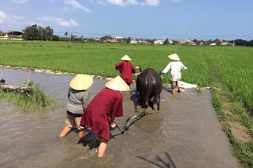 Hoi An Wet Rice Farming Tour-Basket Boat Tour Fishing-Lunch - Price and value: is $20 fair for what you get?