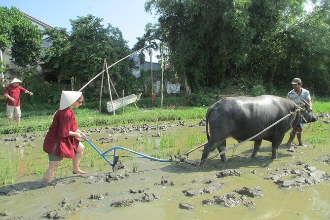 Hoi An Wet Rice Farming Tour Private Round Boat Fishing & Lunch - Bay Mau Coconut Forest: Mangrove setting with real war-era stories