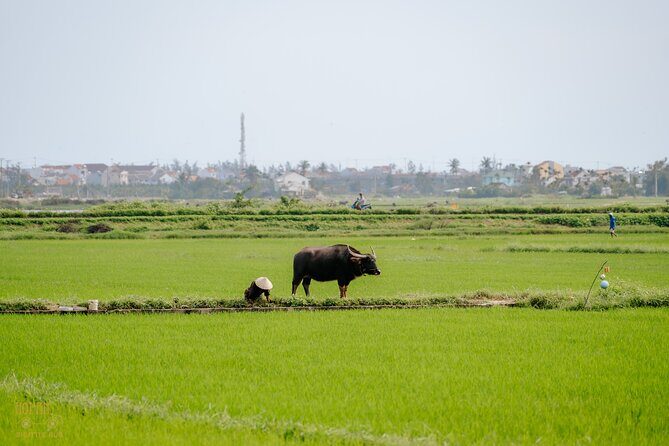 HoiAnGO Experience Local Life: Countryside by Electric Car - Cua Dai Bridge: the panoramic payoff