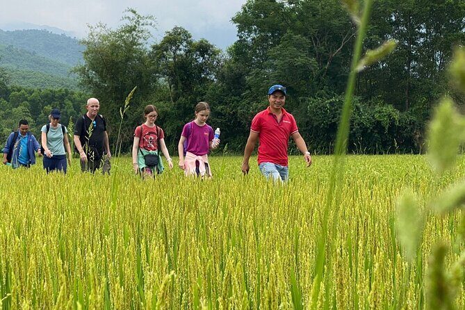 PRIVATE My Son Holy Land Tour: Adventure on Vespa or Motorbike - Rural Duy Xuyen scooter time: rice paddies, farms, and the road itself