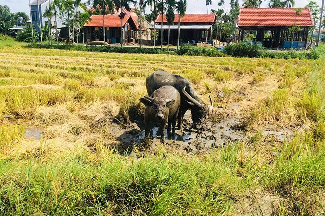 Riding Water Buffalo and Basket Boat Hoi An Private Bike Tour - What to Bring and How to Time Your Day in Hoi An