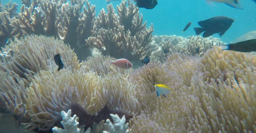 Snorkeling Cham Island: Snorkeling Tour by Speed Boat - Bai Chong Beach: hammocks, sun time, and an easy pace