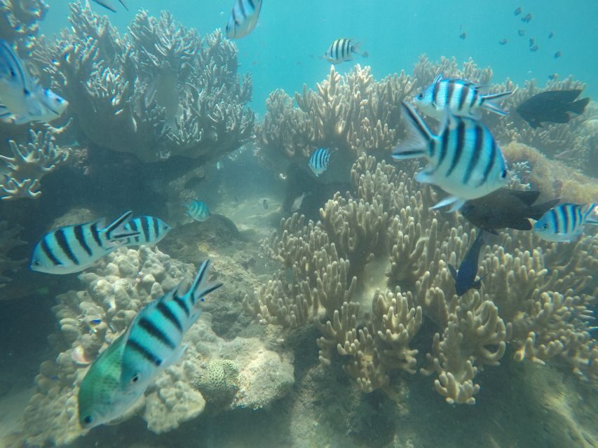 Snorkeling Cham Island: Snorkeling Tour by Speed Boat - Should you book this snorkeling tour?